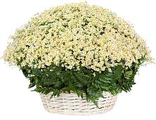Цветочная композиция из Ромашки в корзине #REPLACE_PRED# Поварово